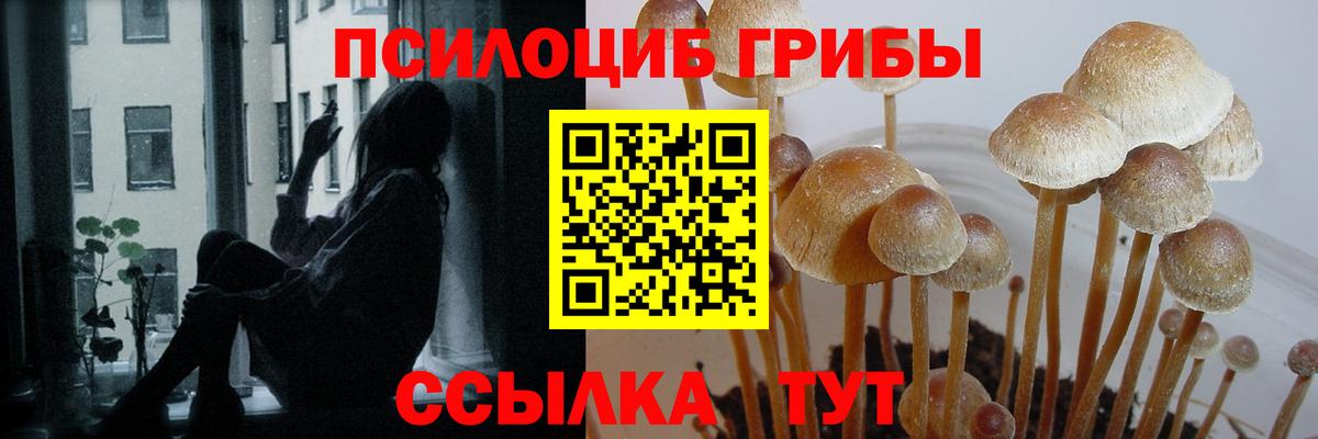 Галлюциногенные грибы Psilocybe  Вход с VPN  Кизляр 